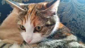 Scandiano, nuovo regolamento benessere animale: “Sono esseri senzienti, non cose”